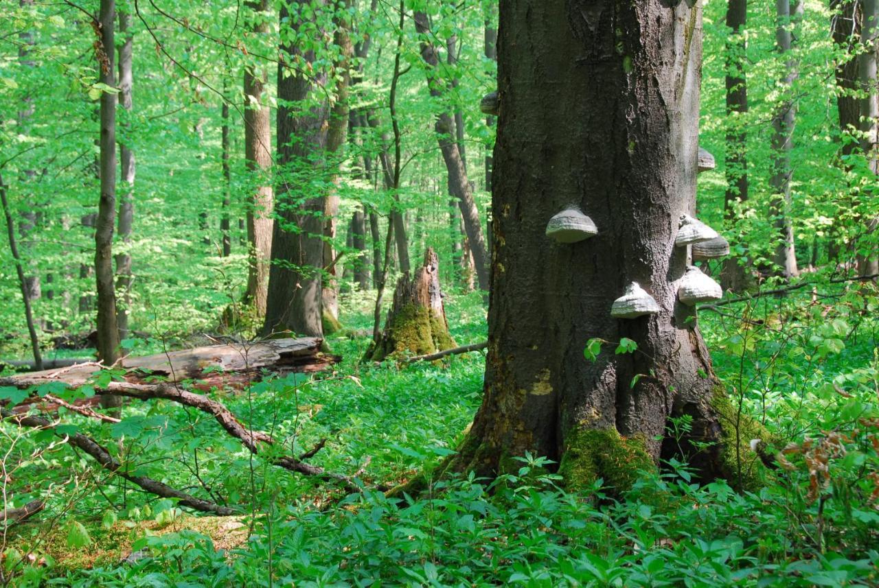 Ferienhaeuser Oberdorla Экстерьер фото
